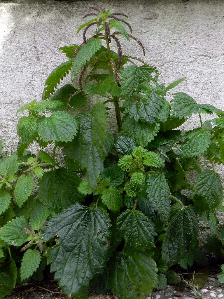 Urtica membranacea